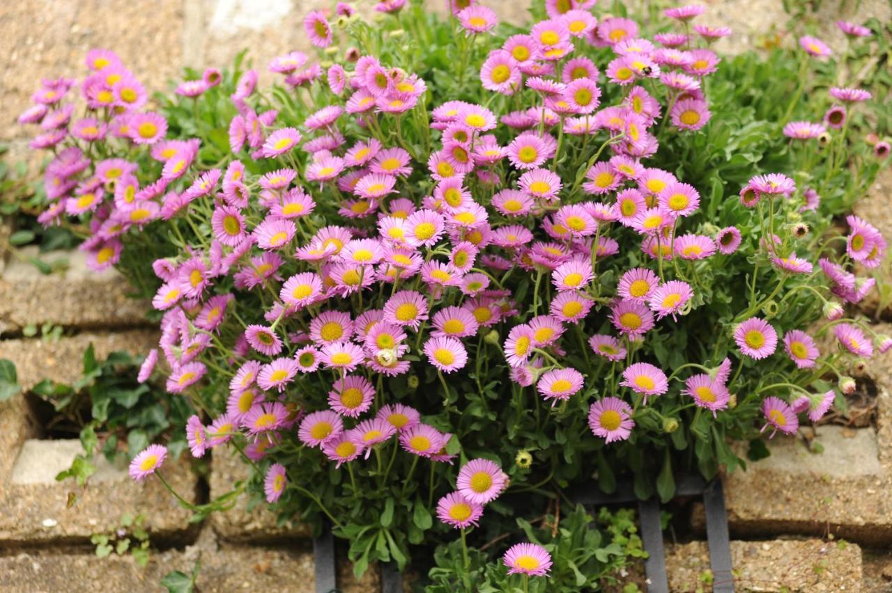 مبيت وإفطار هونيتون Rose Farm المظهر الخارجي الصورة