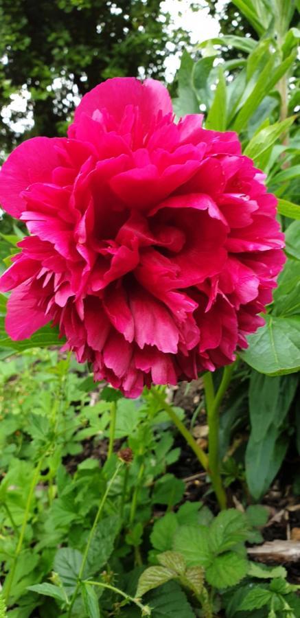 مبيت وإفطار هونيتون Rose Farm المظهر الخارجي الصورة