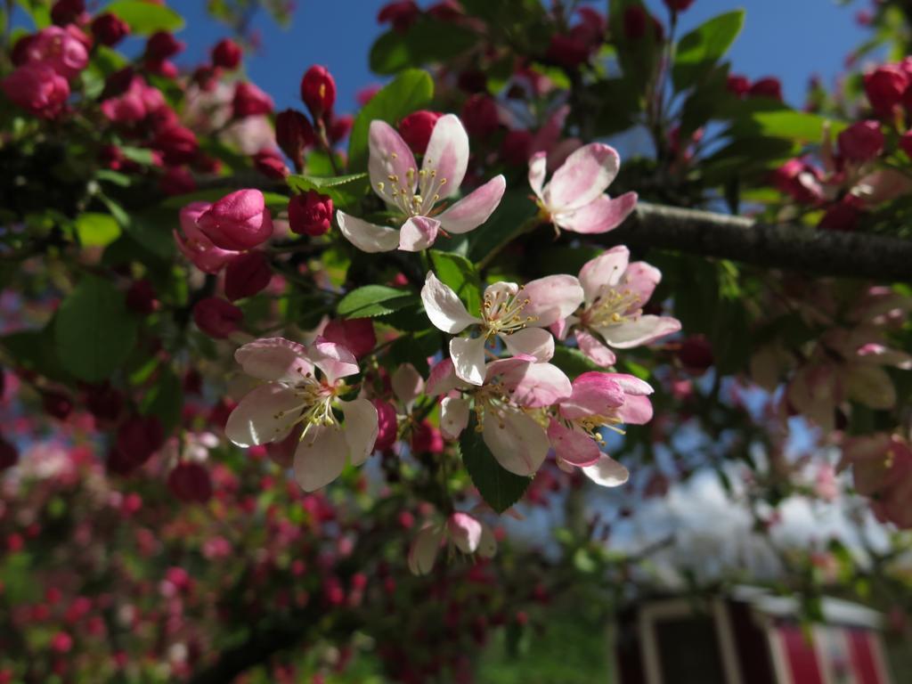 مبيت وإفطار هونيتون Rose Farm المظهر الخارجي الصورة
