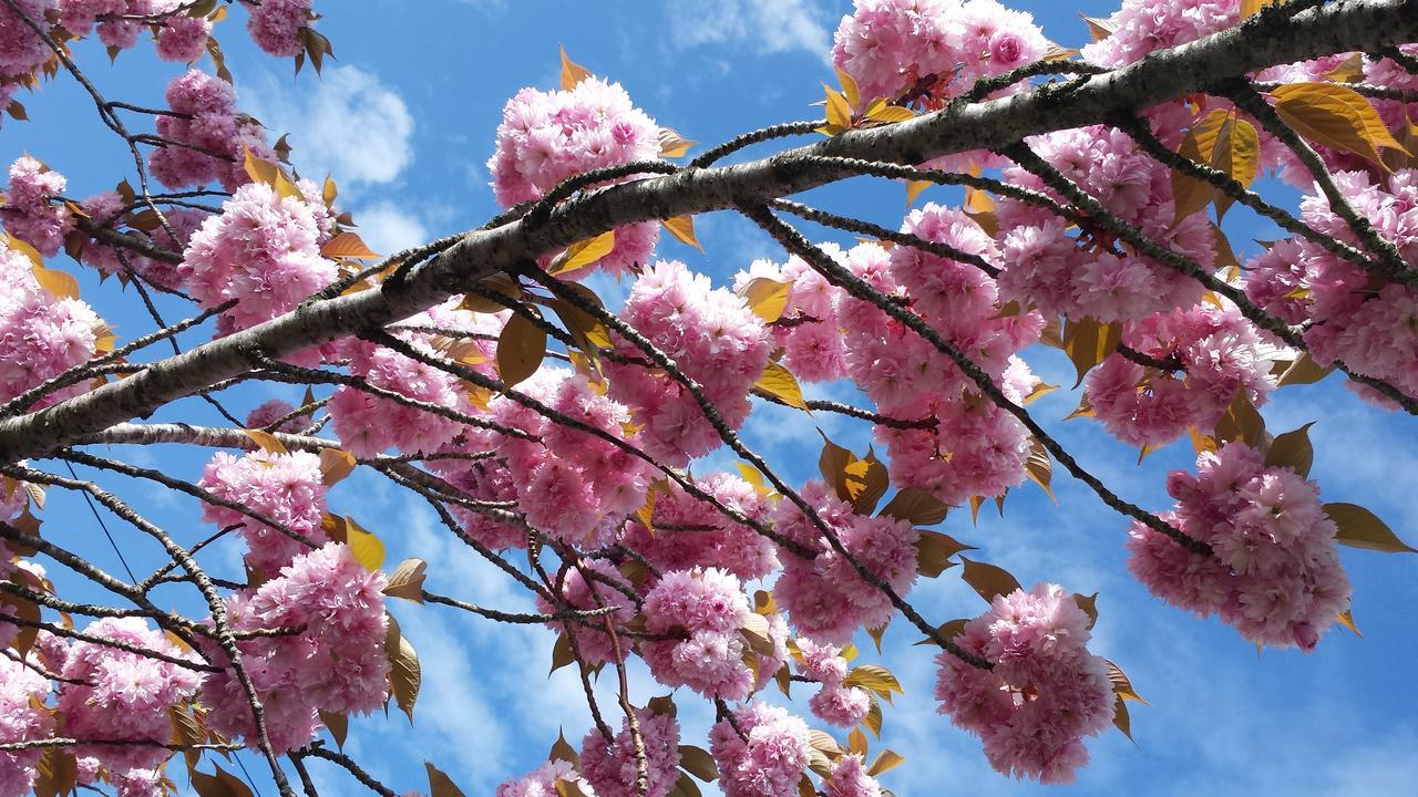 مبيت وإفطار هونيتون Rose Farm المظهر الخارجي الصورة